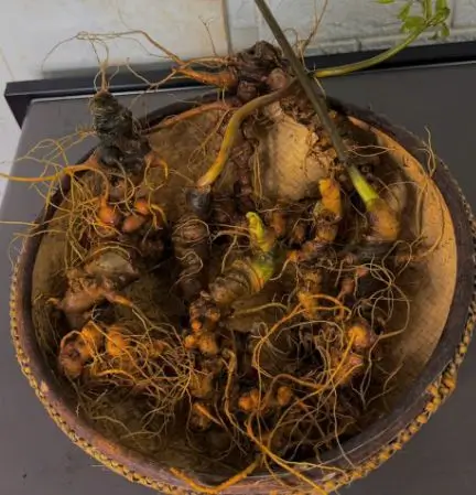 Sâm Ngọc Linh tươi Quảng Nam