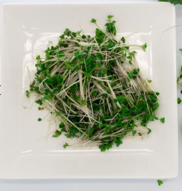 Viên uống bảo vệ GAN KAGOME SULFORAPHANE